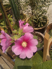 Hibiscus paramutabilis