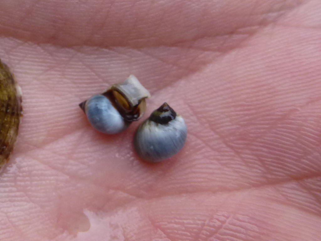 Small Periwinkle