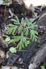 Dicentra canadensis