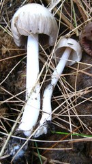 Bolbitius coprophilus