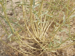 Haplophyllum tuberculatum