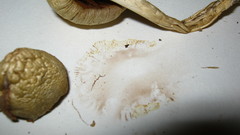 Bolbitius coprophilus