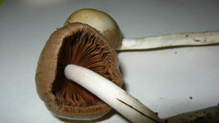 Bolbitius coprophilus