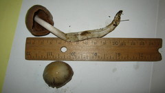 Bolbitius coprophilus