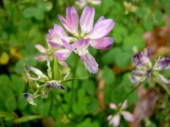 Astragalus sinicus