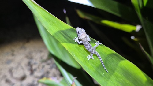 Tropical House Gecko