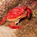 Splendid Pebble Crab - Photo (c) DavidR.808, some rights reserved (CC BY-NC), uploaded by DavidR.808
