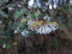 Osmanthus suavis