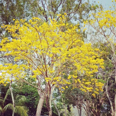 Handroanthus chrysanthus