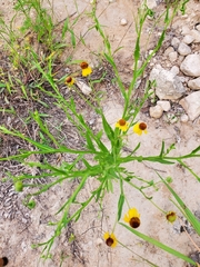 Helenium elegans