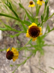 Helenium elegans