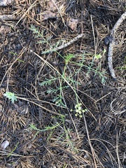 Lomatium cookii