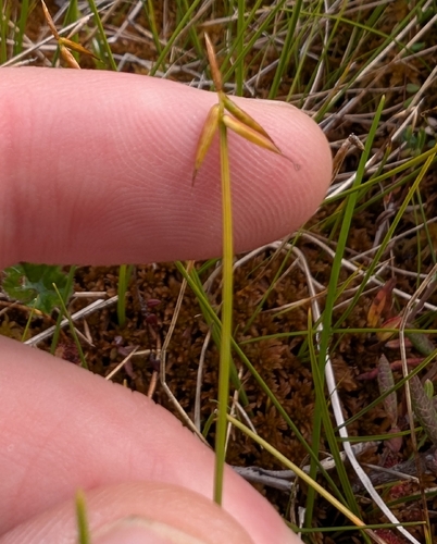 few-flowered sedge