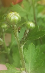 Uroleucon verbesinae