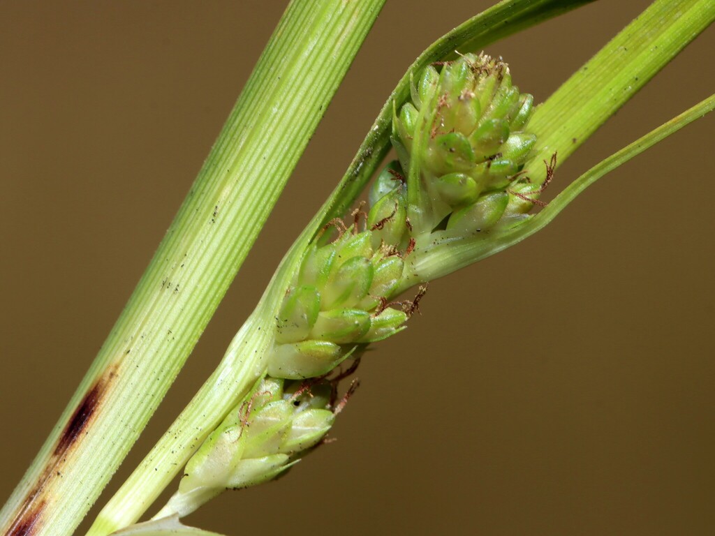 Carex via-montana