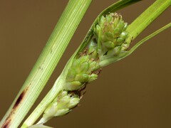 Mountain Sedge (Carex montana)