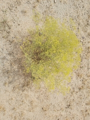 Haplophyllum tuberculatum