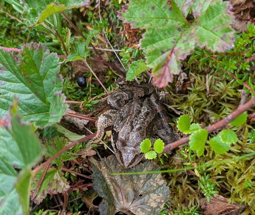 European Common Frog