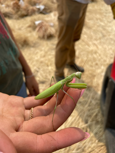 European Mantis