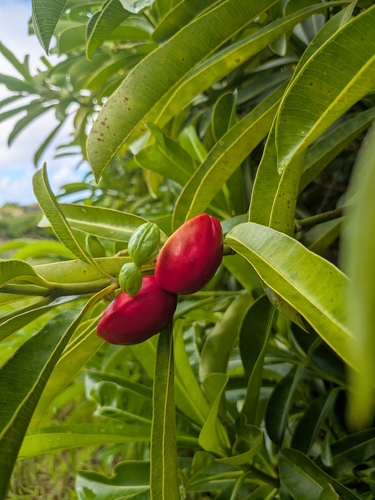 Ochrosia mariannensis observed 2026-07-29