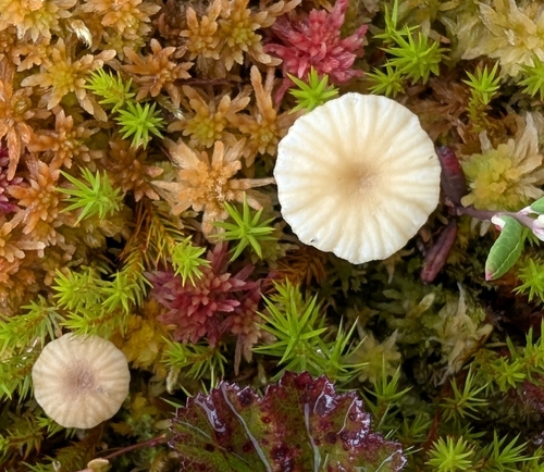 Lichen Agaric