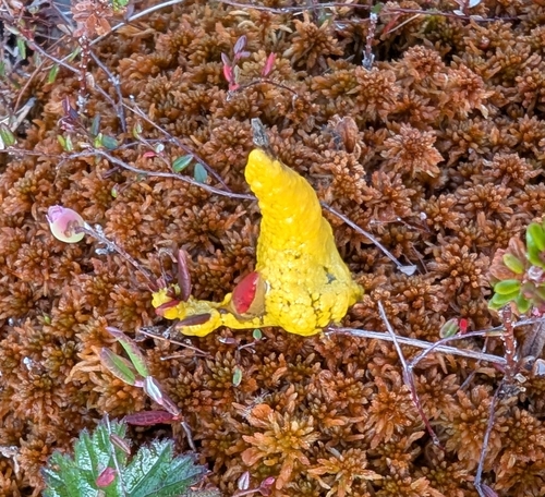 Badhamia lilacina