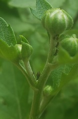 Uroleucon verbesinae