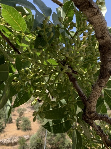 Persian Turpentine Tree