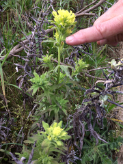 Castilleja wightii