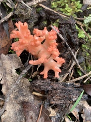 Ramaria samuelsii