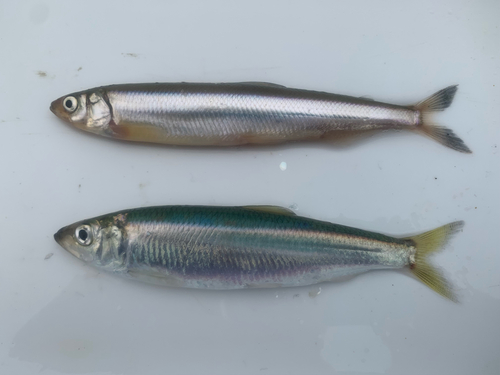 Day smelt (Hypomesus pretiosus) — Osmeridae — 3