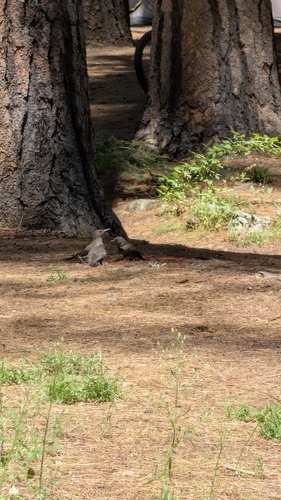 iNaturalist observation photo of Northern Flicker