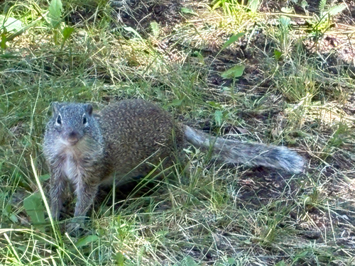 Franklin's Ground Squirrel