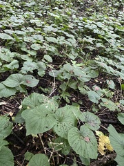 (c) Илья Руденко, some rights reserved (CC BY) Pachyphragma macrophyllum, photograph (c) Илья Руденко, some rights reserved (CC BY)