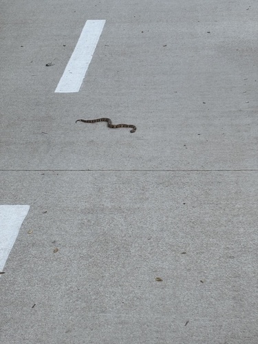 Featured image for “Eastern Copperhead”