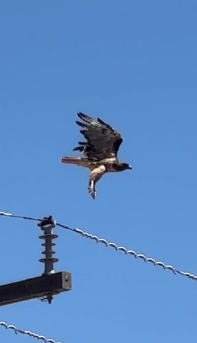 Western Red-tailed Hawk