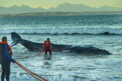 Megaptera novaeangliae australis