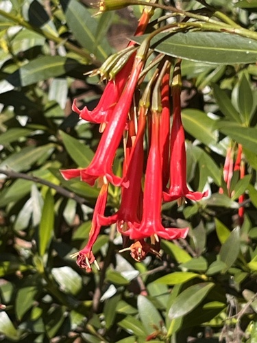Augusta longifolia, photograph 6