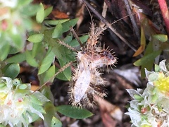 Phyllomorpha laciniata