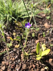 Githopsis specularioides