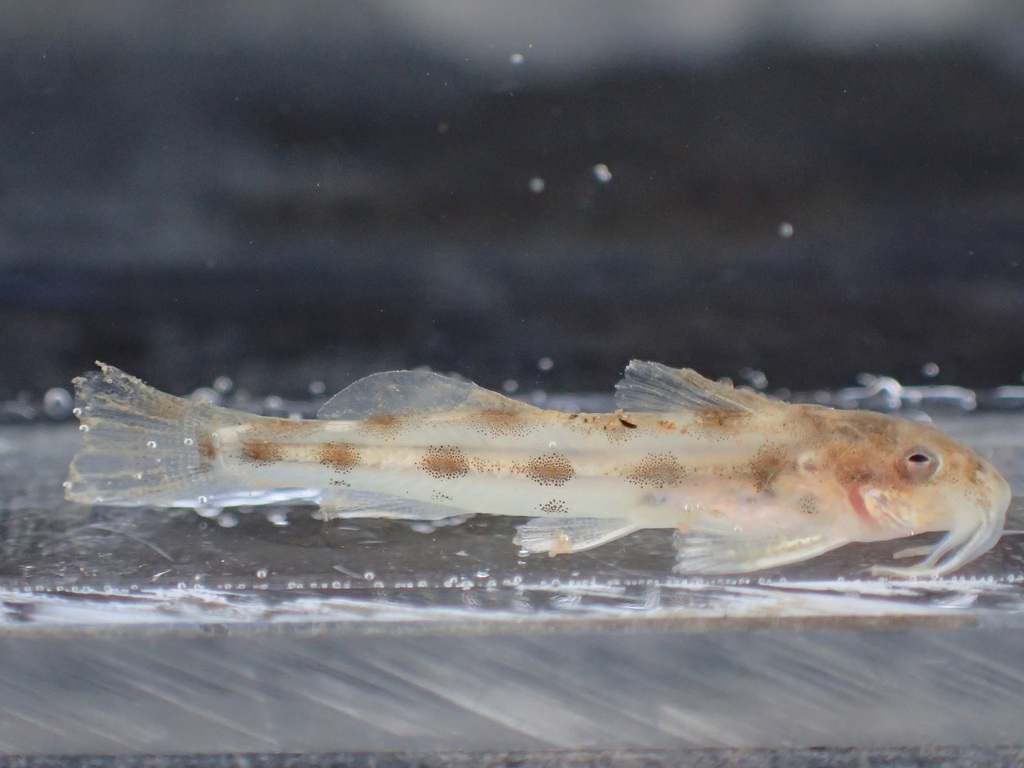 Eastern Sand Catlet