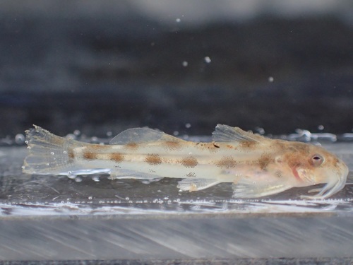 Zaireichthys monomotapa