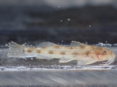 Eastern Sand Catlet photo 1
