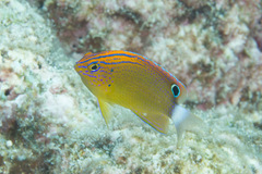 Pomacentrus bankanensis