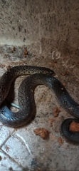Atractus pantostictus