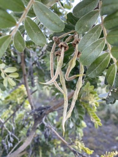 Sophora chrysophylla observed 2026-07-24