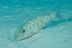 Lethrinus obsoletus