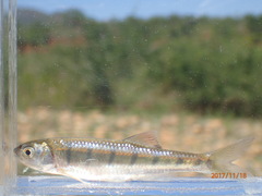 Opsaridium peringueyi