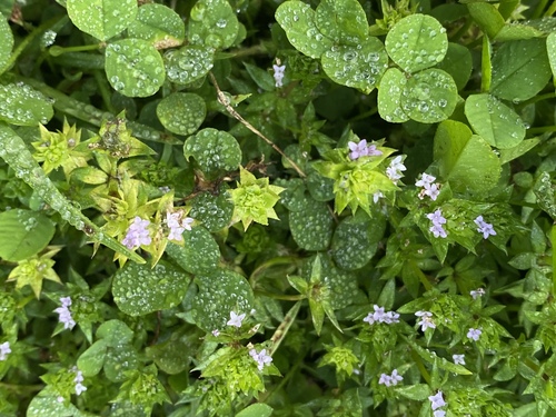 Galium, 2026-07-24