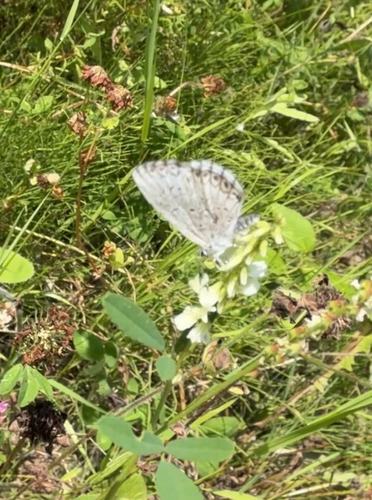 Northern Azure